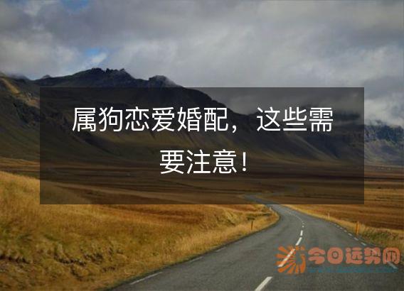 属狗恋爱婚配,这些需要注意!