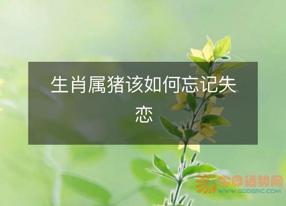 生肖属猪该如何忘记失恋