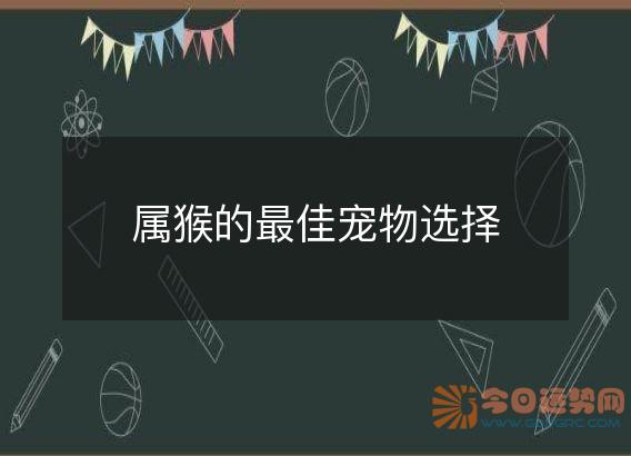 属猴的最佳宠物选择