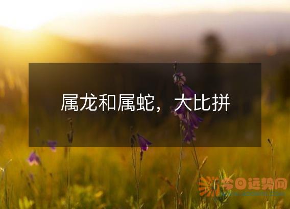 属龙和属蛇,大比拼