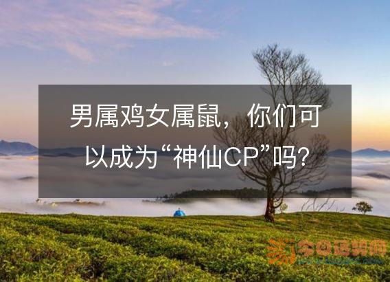 男属鸡女属鼠,你们可以成为“神仙CP”吗?
