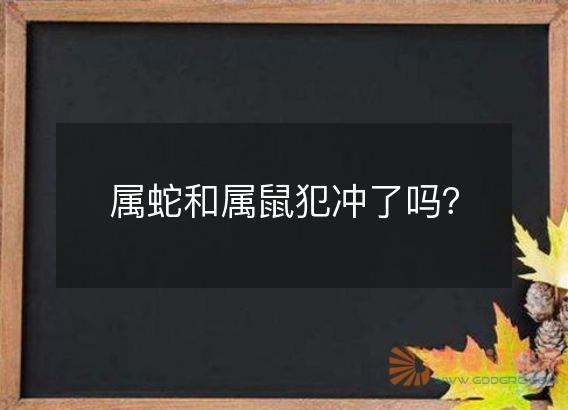 属蛇和属鼠犯冲了吗?
