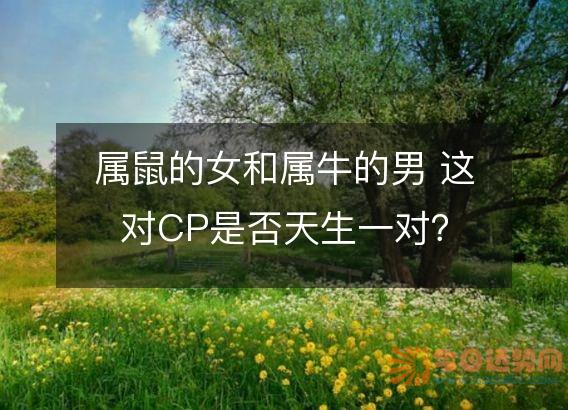 属鼠的女和属牛的男 这对CP是否天生一对?