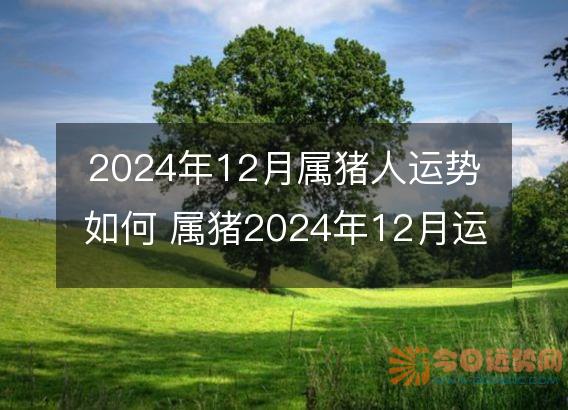 2025年12月属猪人运势如何 属猪2025年12月运程好吗