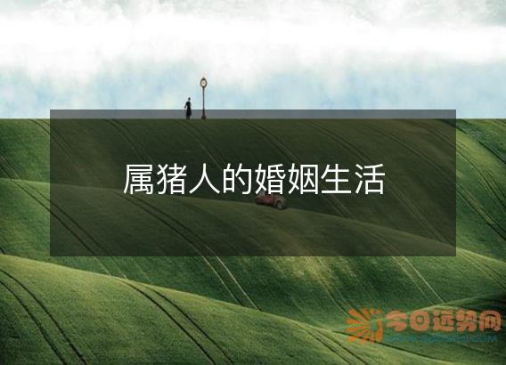 属猪人的婚姻生活