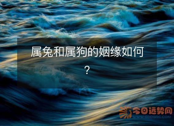 属兔和属狗的姻缘如何?