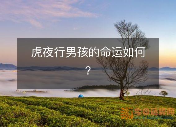 虎夜行男孩的命运如何?